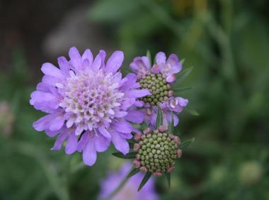 Billede af blomst